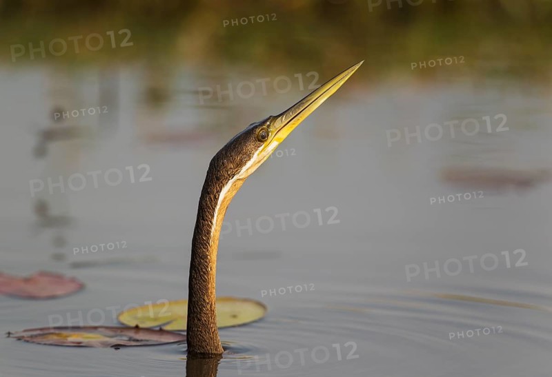 African Darter
