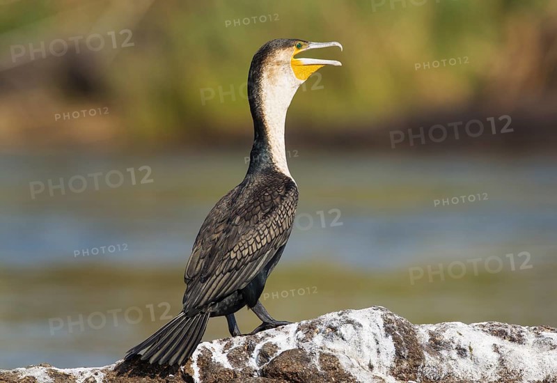 White-breasted Cormorant