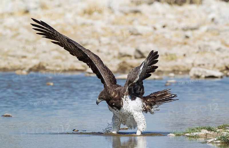Martial eagle