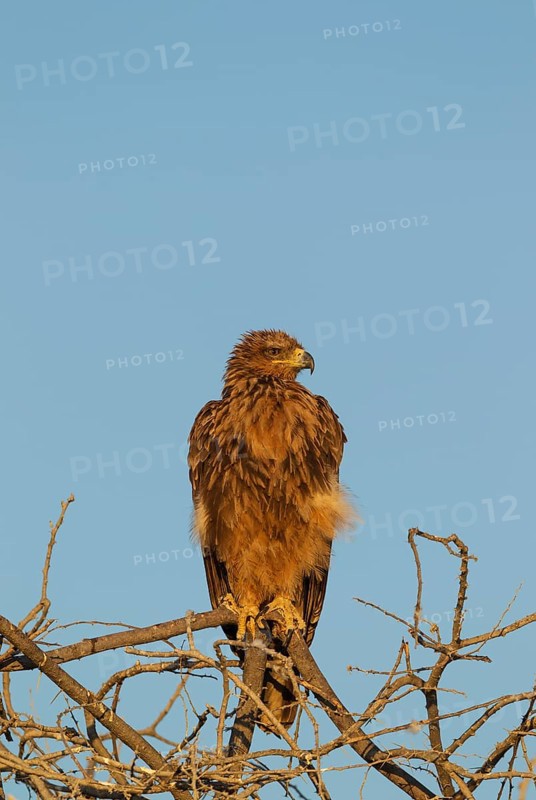 Tawny eagle