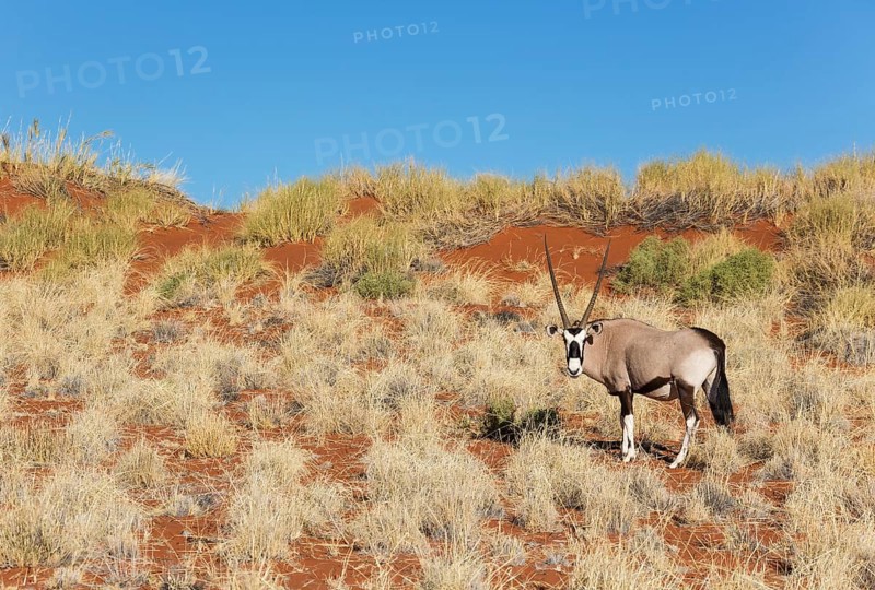 Gemsbok or gemsbuck