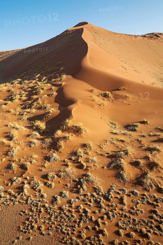 Grass-grown sand dune at the edge of the Namib Desert