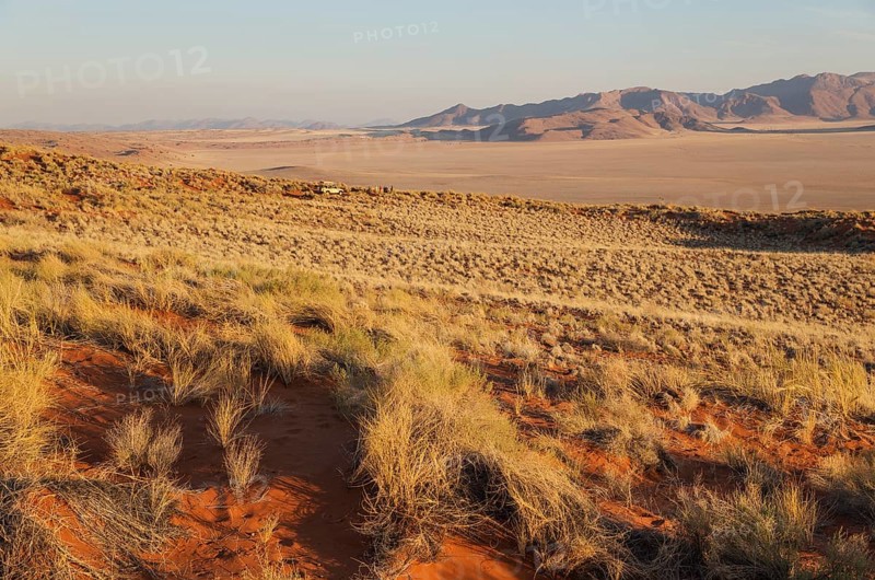 Evening landscape with bushman grass
