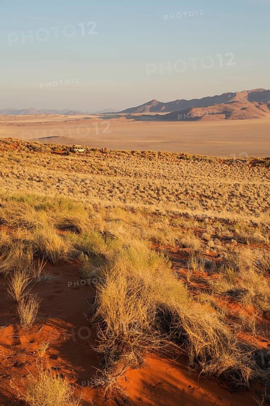 Evening landscape with bushman grass