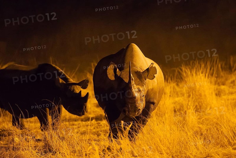 Black rhinoceros or hook-lipped rhinoceros