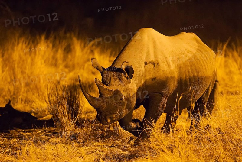 Black rhinoceros or hook-lipped rhinoceros