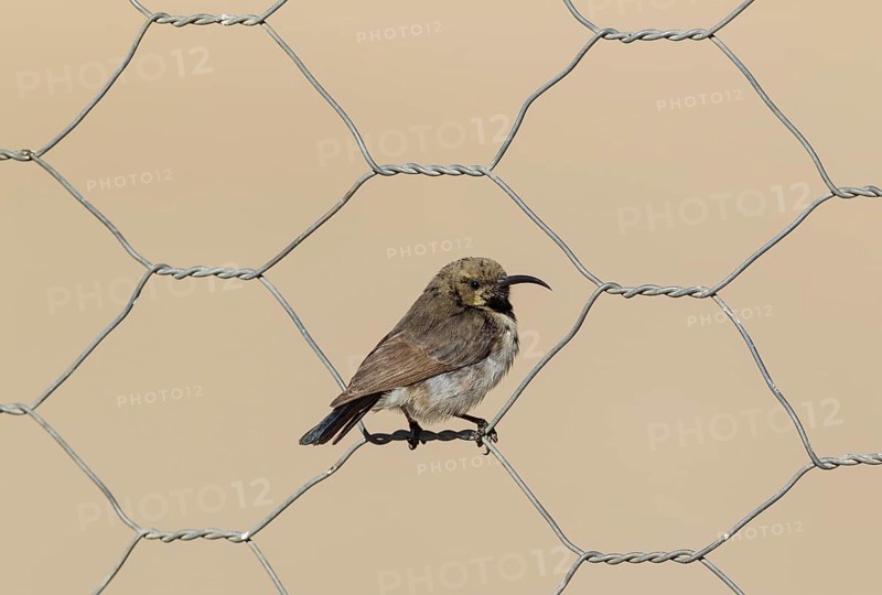Dusky sunbird