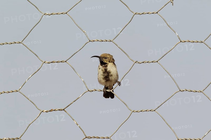 Dusky sunbird