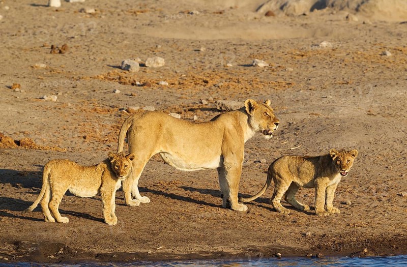 Lion