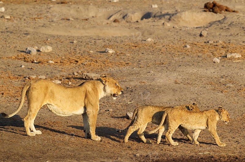 Lion
