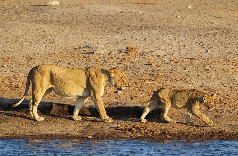 Lion
