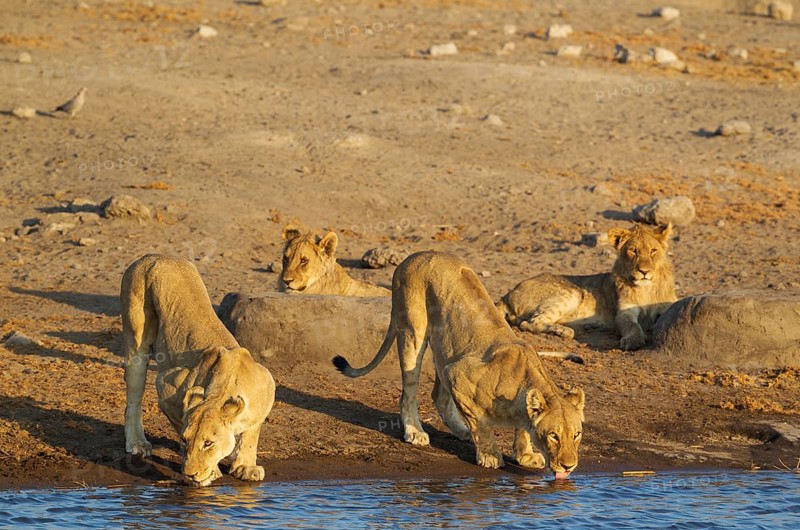 Lion