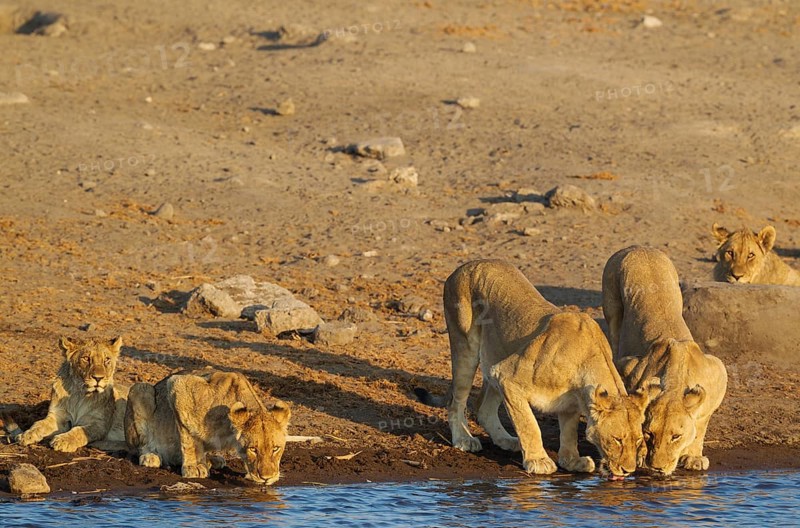 Lion