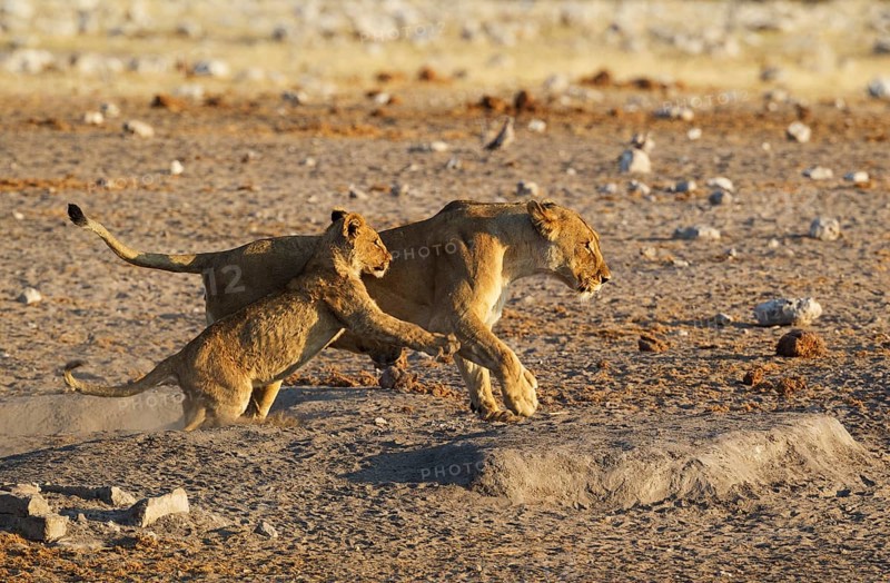 Lion