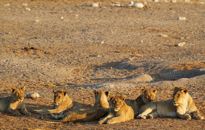 Lion