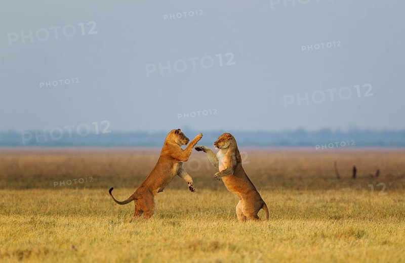 Lions
