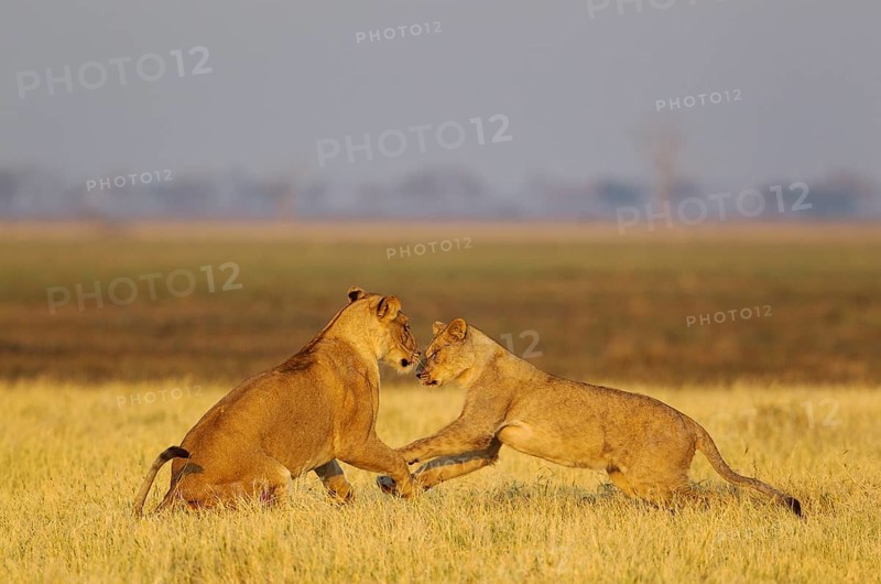 Lions