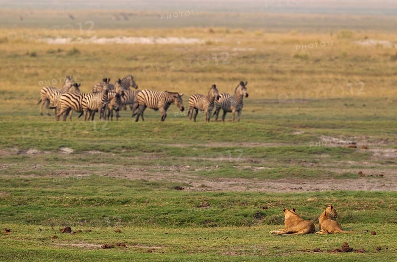 Two lions