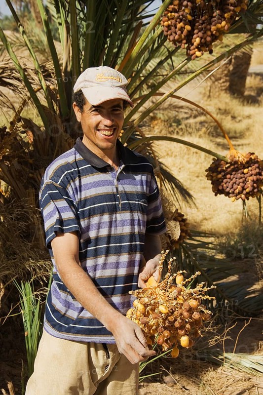 Man at date harvest in the palmeries of Rissani