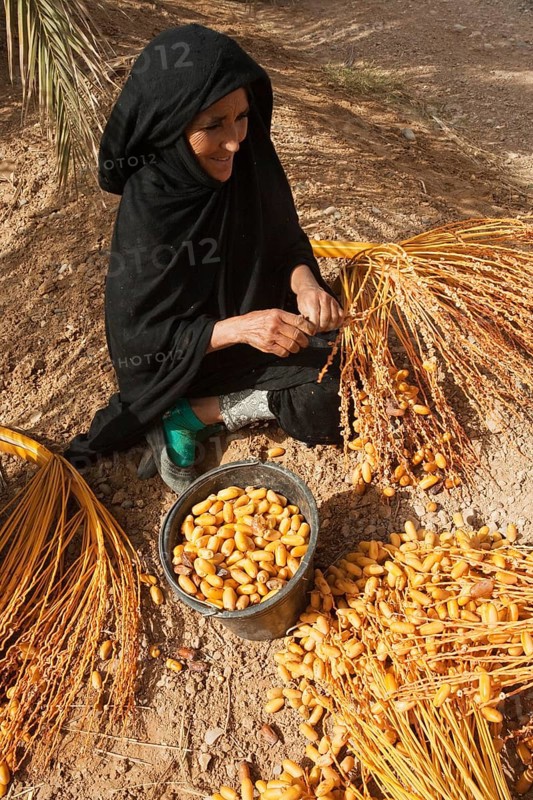 Woman picks off the harvested dates from the stalks