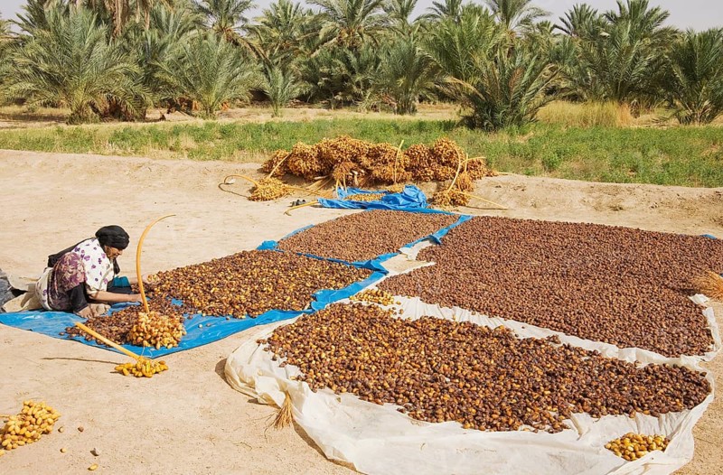 Harvested dates are graded according to quality and size and then sun-dried