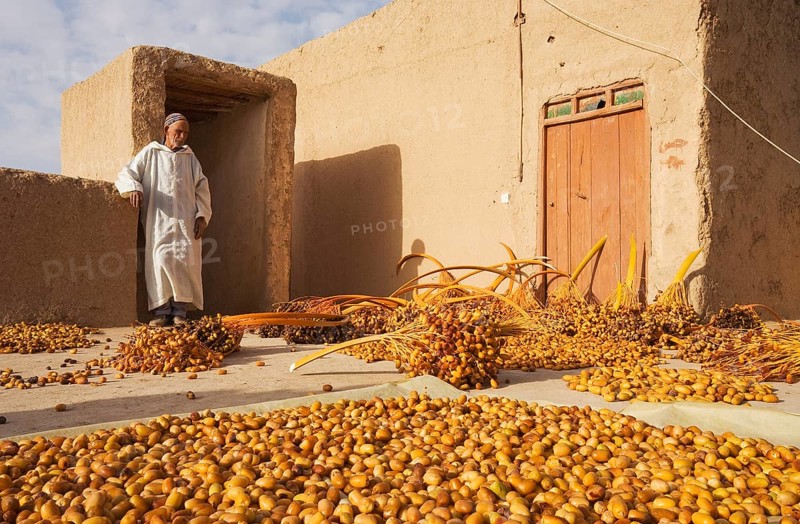 Harvested dates are sun-dried on a rooftop terrace