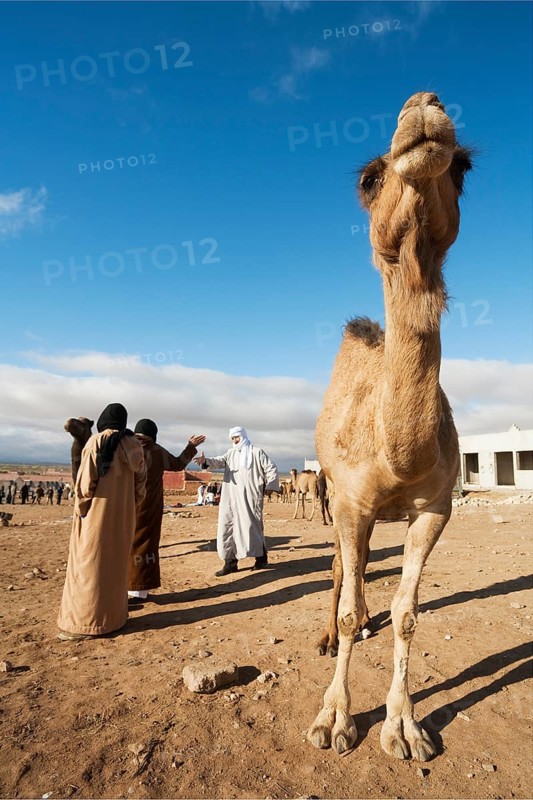 Dromedary