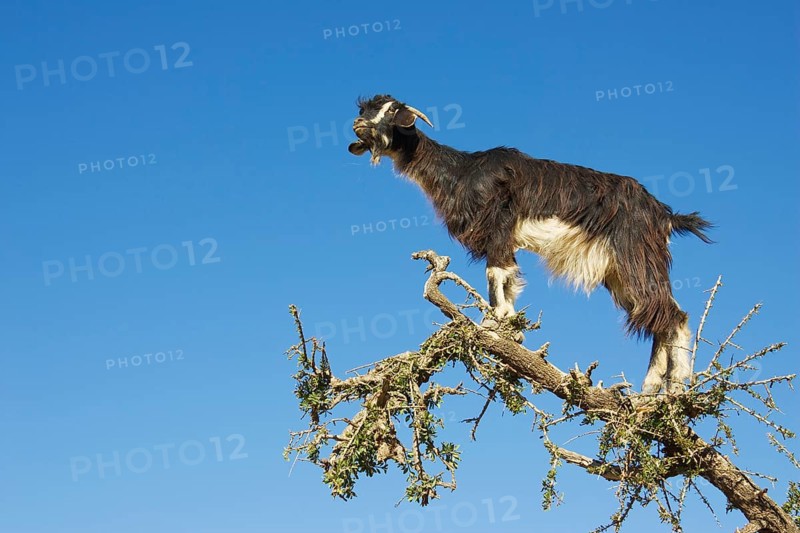 Goat climbing on an Argan tree