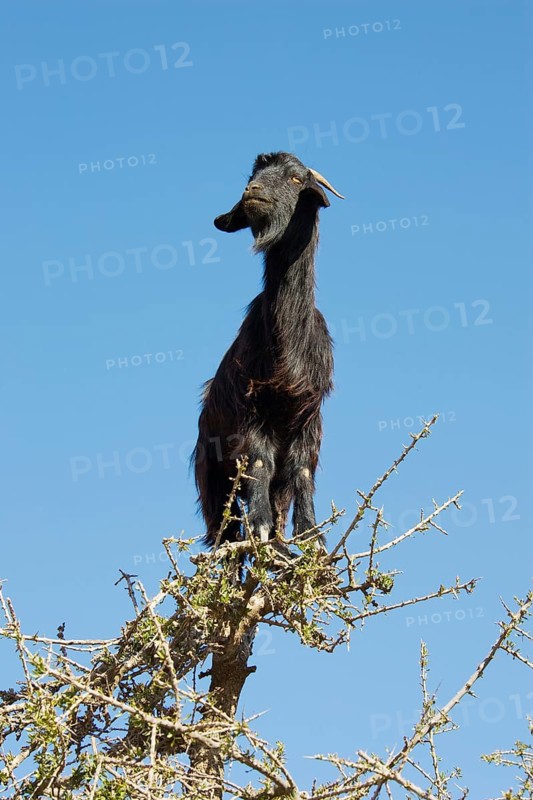 Goat climbing on an Argan tree
