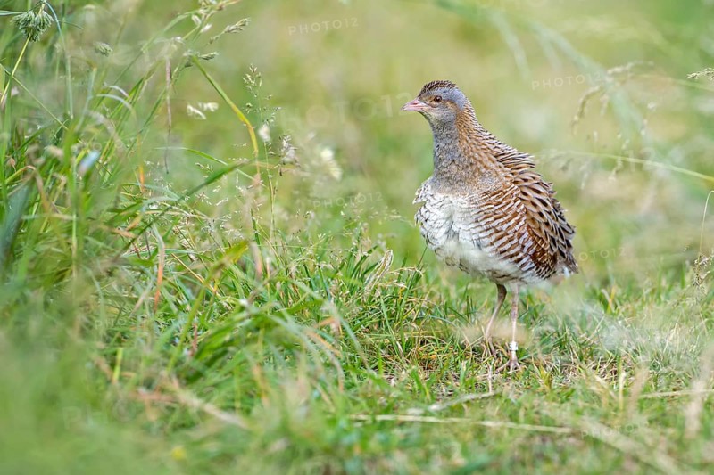 Corncrake