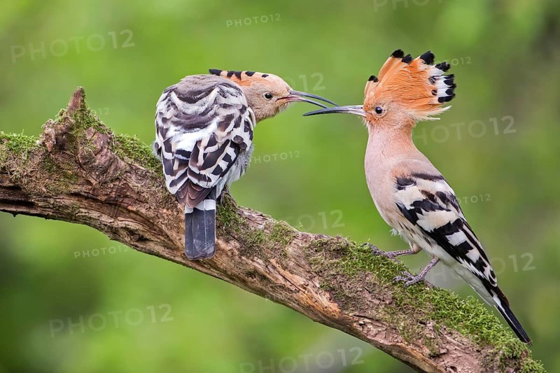 Hoopoe