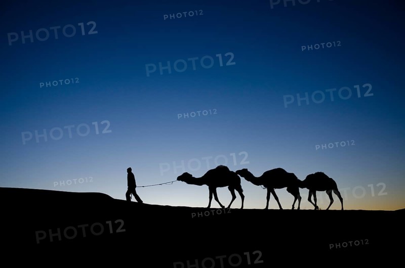 Camel guide leading his camels
