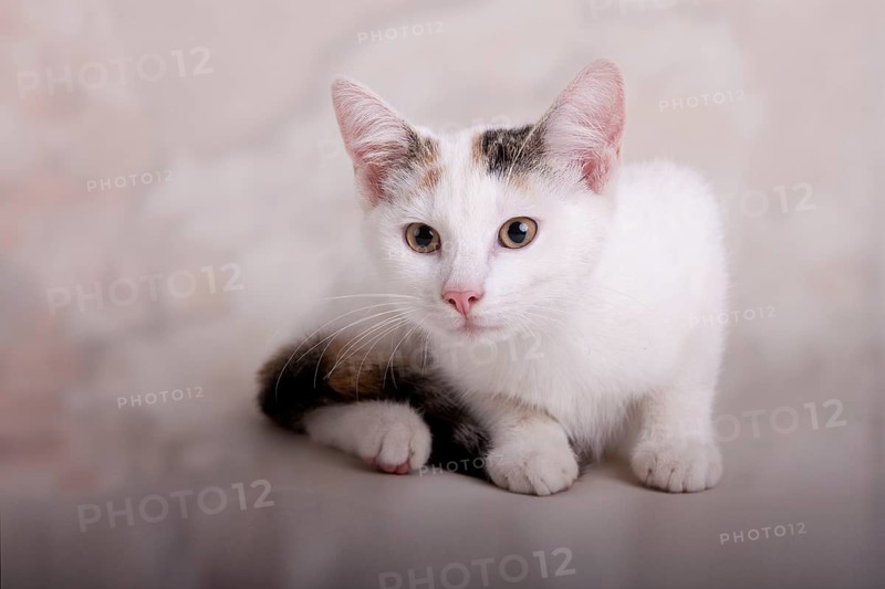 Young cat