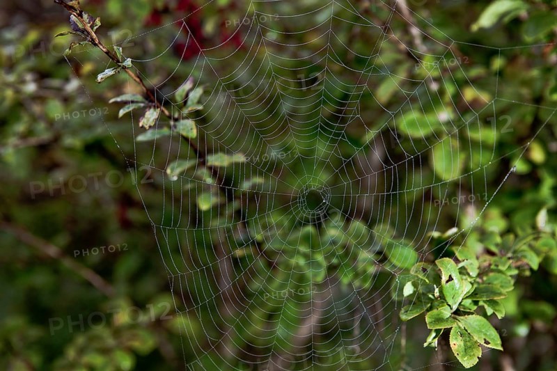 Cobweb in morning dew