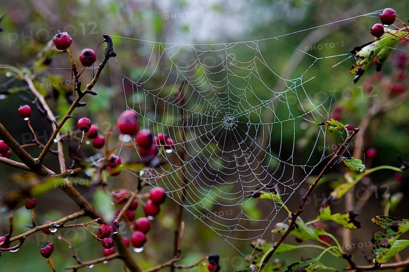 Cobweb in morning dew