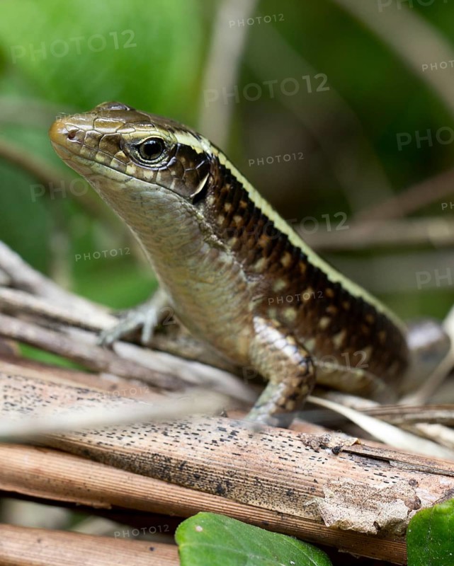 Madagascar girdled lizard