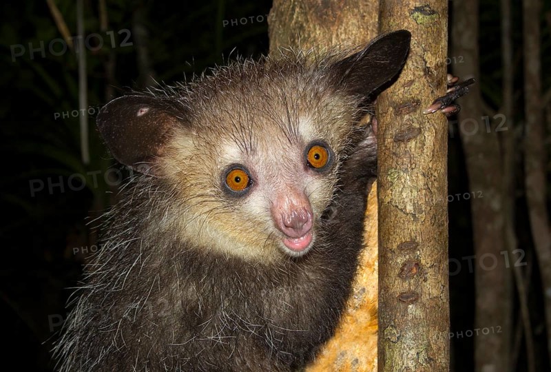 Aye-aye