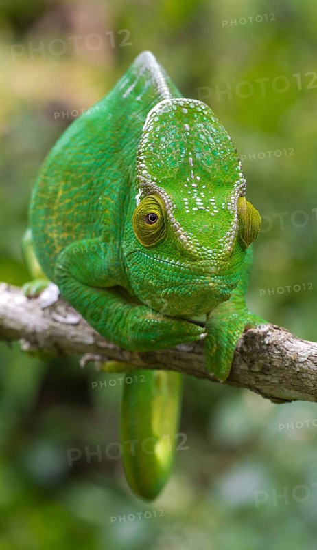 Parson's chameleon