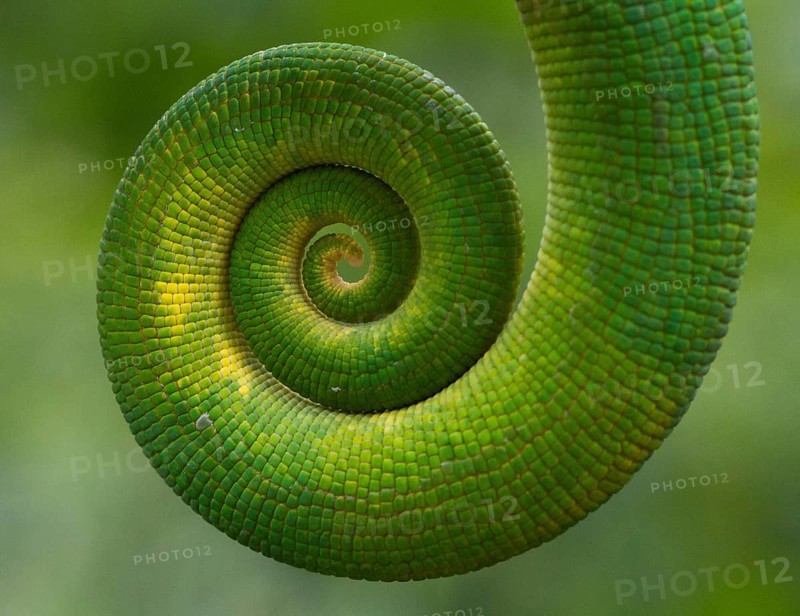 Parson's chameleon