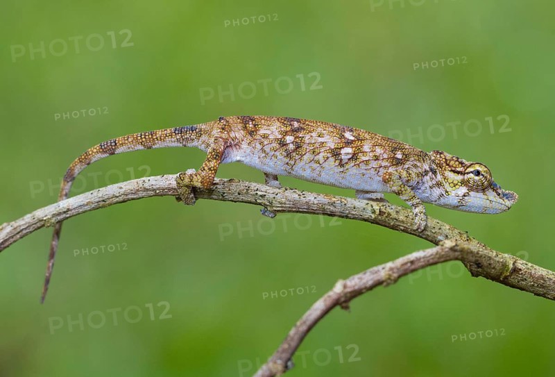 Chameleon