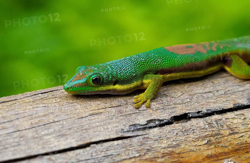 Lined day gecko