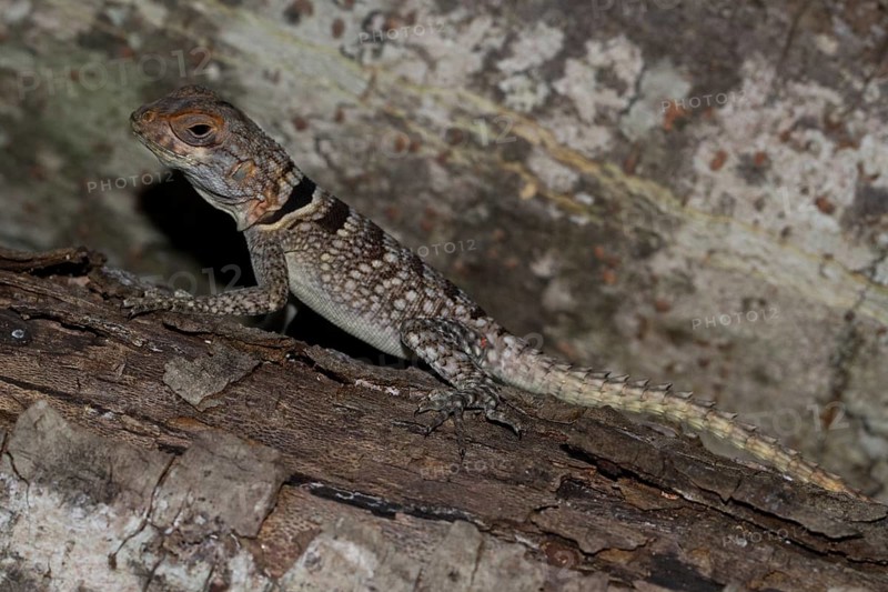 Collared iguanid lizard