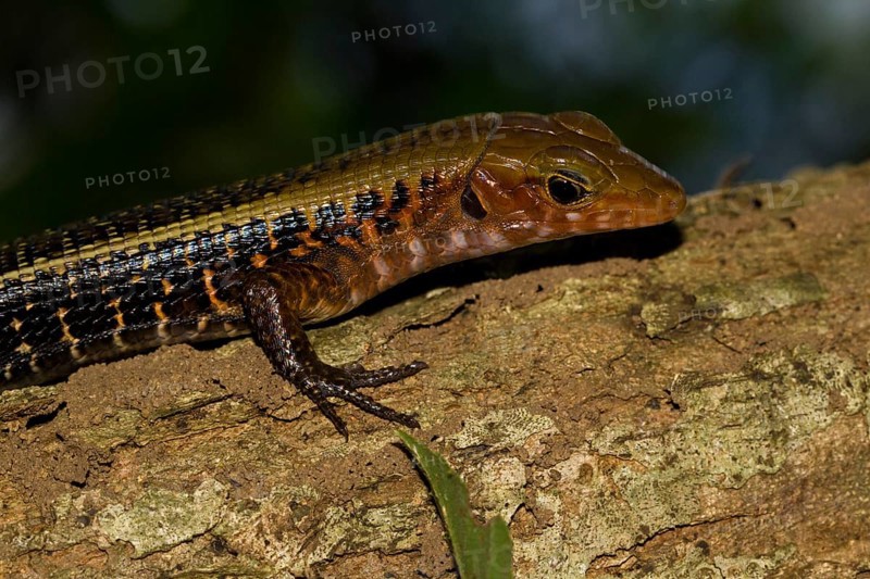 Western Girdled Lizard