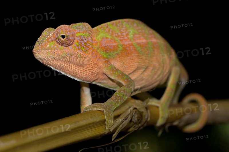 Chameleon
