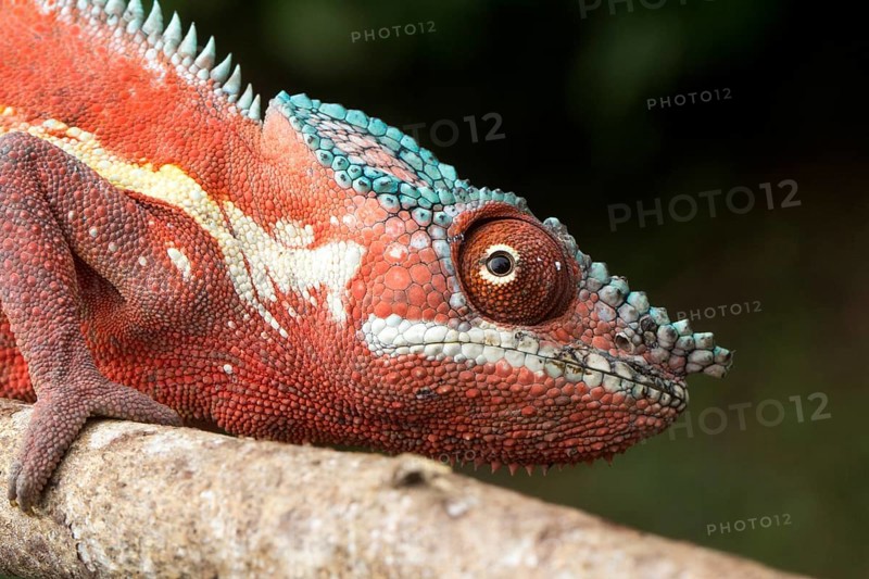 Panther chameleon