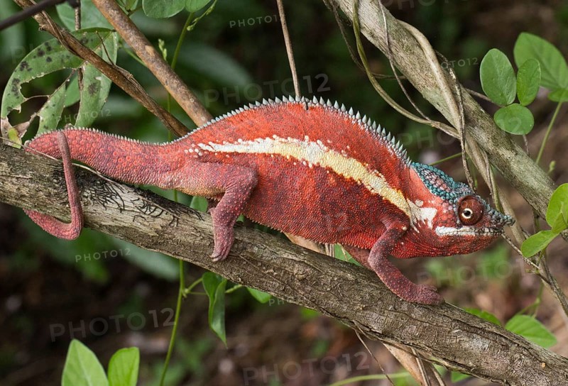 Panther chameleon