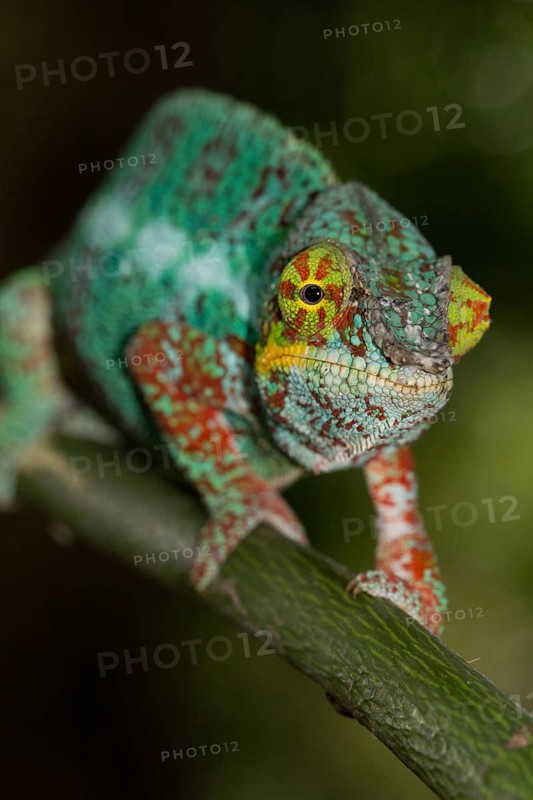 Panther chameleon