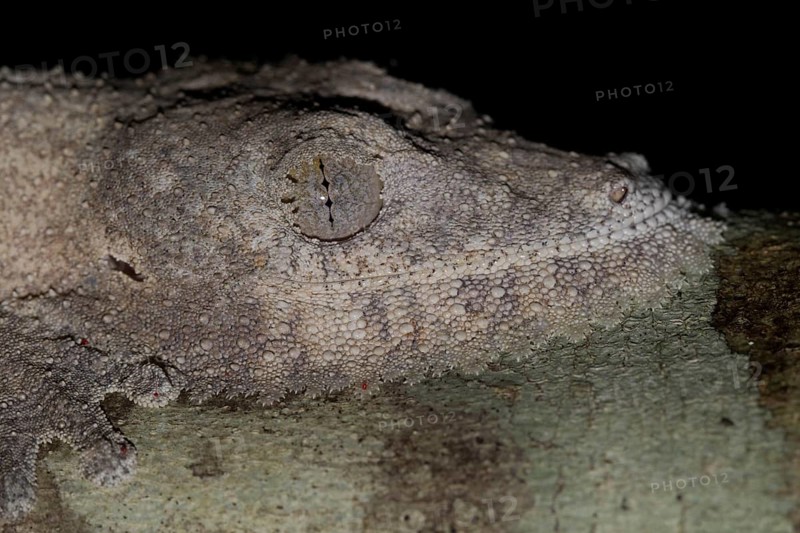 Henkel's leaf-tailed gecko