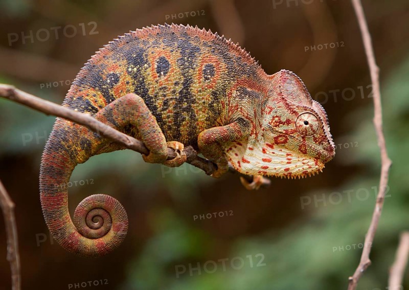 Malagasy giant chameleon