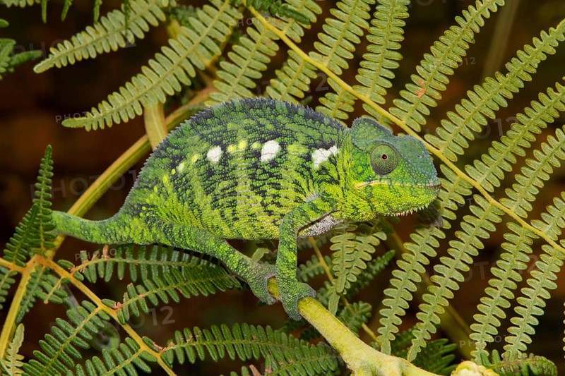 Malagasy giant chameleon